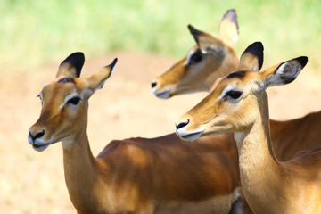 Impalas antelope