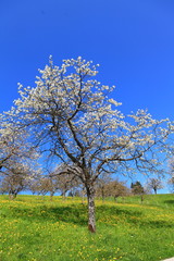 Obraz premium Kirschblüte in Vorarlberg