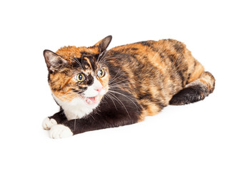 Angry Calico Cat Hissing