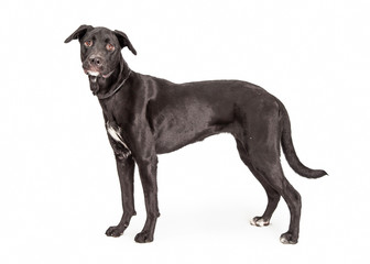 Black Labrador Crossbreed Dog Profile