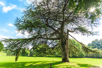 Countryside view of green field. Nature landscape