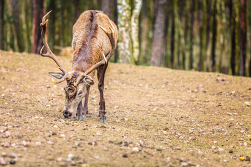 Red deer stag in autumn fall forest
