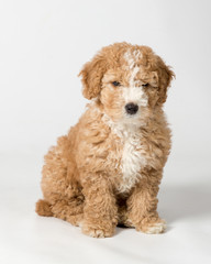 Spanish Water Dog