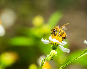 Obraz na płótnie Canvas bee eat pollen of flower
