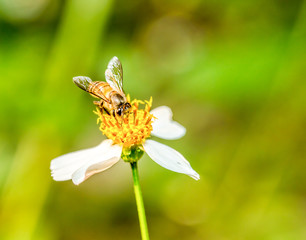 bee eat pollen of flower