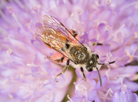 Small Scabious Mining-bee, Andrena marginata on scabious flower