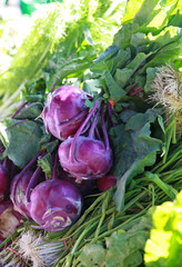 bunches of kohlrabi