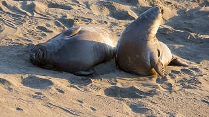 sea lions Big Sur
