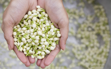 Jasmine flower in hand