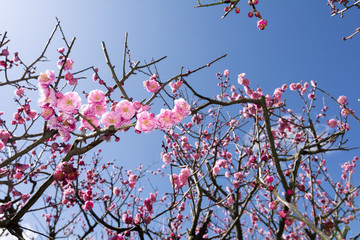 紅梅の花花
