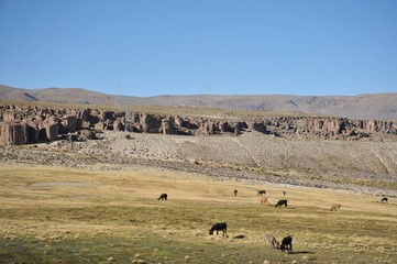 Fototapeta na wymiar The Altiplano. Bolivia