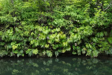 Gardinen Tranquility in lush green Jungle foliage © samspicerphoto