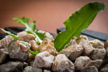 pile of pebbles in a bowl with green leaves