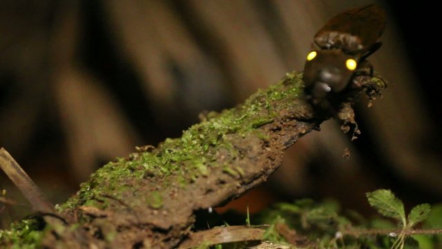 Bioluminescent Click Beetle (Pyrophorus sp.)