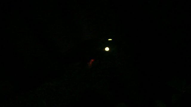 Bioluminescent Click Beetle (Pyrophorus sp.)