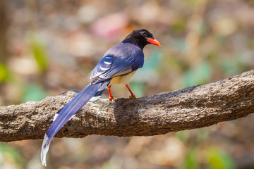 Red-billed blue magpie( Urocissa erythrorhyncha) stair at us