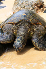 Green Sea Turtle