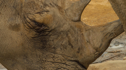 rhino