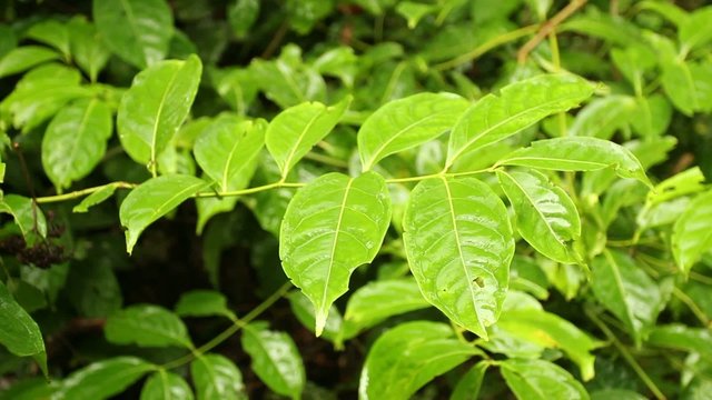 Hallucinogenic plant Chali Panga (Diplopteris cabreraiana)