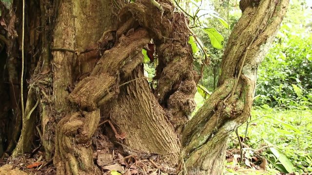 Hallucinogenic vine Ayahuasca (Banisopteris caapi)