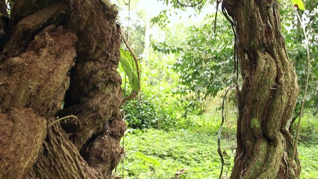 Hallucinogenic vine Ayahuasca (Banisopteris caapi)