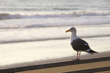 seagull on the beach
