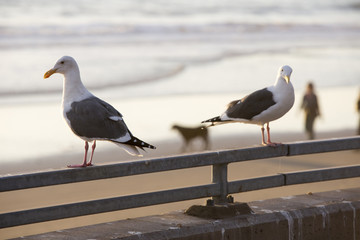 two seagulls at the beach