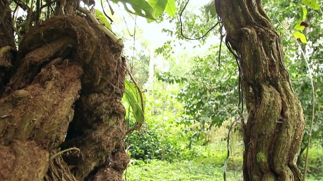 Hallucinogenic vine Ayahuasca (Banisopteris caapi)
