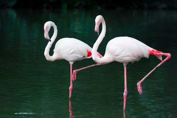 Flamingo standing on river 