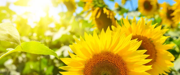 Fotobehang Sunflowers © denis_333