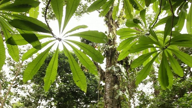 Hallucinogenic vine Ayahuasca (Banisopteris caapi)