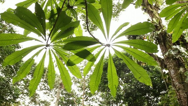 Backlit leaves of a Sheffleria tree in the rainforest canopy