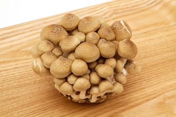 きのこ　しめじ　 Mushroom