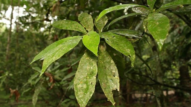 Hallucinogenic plant Amiruca Panga (Psychotria viridis)