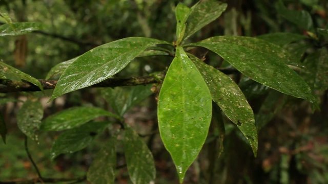 Hallucinogenic plant Amiruca Panga (Psychotria viridis)