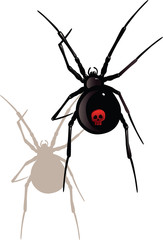 black widow spider