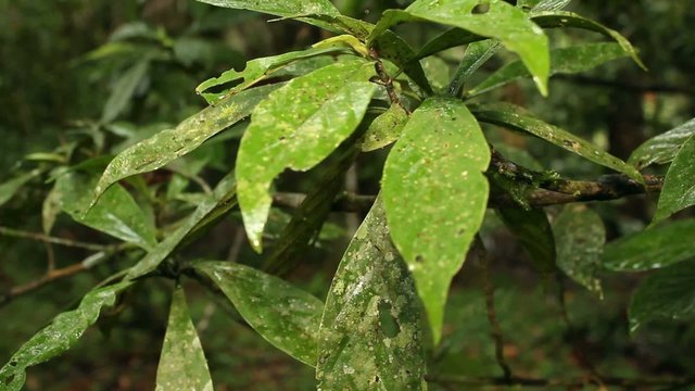 Hallucinogenic plant Amiruca Panga (Psychotria viridis)