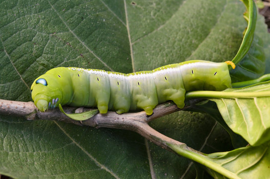 Oleander Hawk-moth Caterpillar