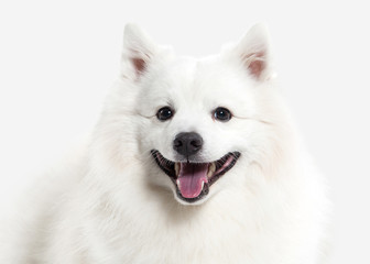 Dog. Japanese white spitz on white background