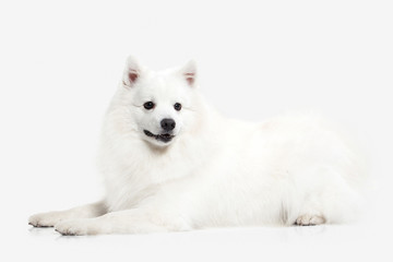 Fototapeta na wymiar Dog. Japanese white spitz on white background