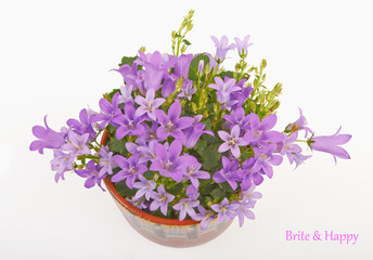 Flowers bells isolated on white background