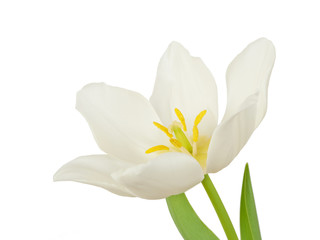 White tulip flower isolated on white background