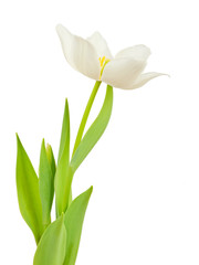 Obraz na płótnie Canvas White tulip flower isolated on white background