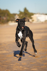 Great danes black dog running on the beach