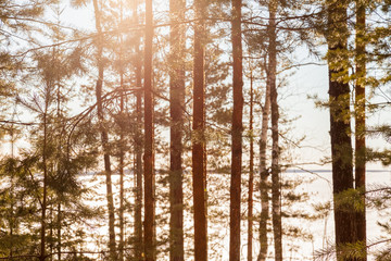 Trees in sunlight