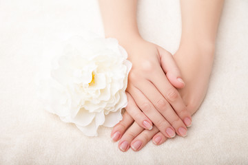 Beautiful woman hands and  flower over white background