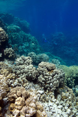 Naklejka na ściany i meble coral reef with hard corals in tropical sea