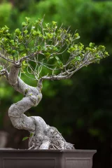 Fotobehang bonsai tree © mikefoto58