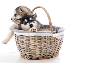 chiot malamute dans un panier