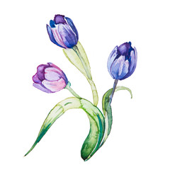 the spring flowers watercolors isolated on the white background - 78419910